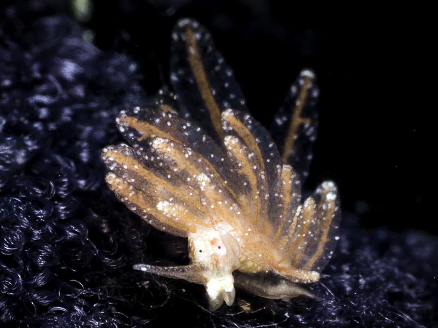 Hermaea sp. C